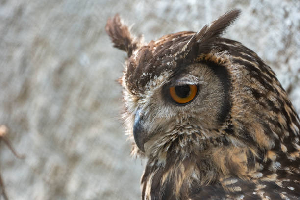 istock Eurasian Eagle Owl Portrait 1311892284