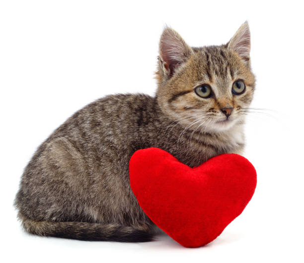 istock Brown kitten and red heart. 1311892890