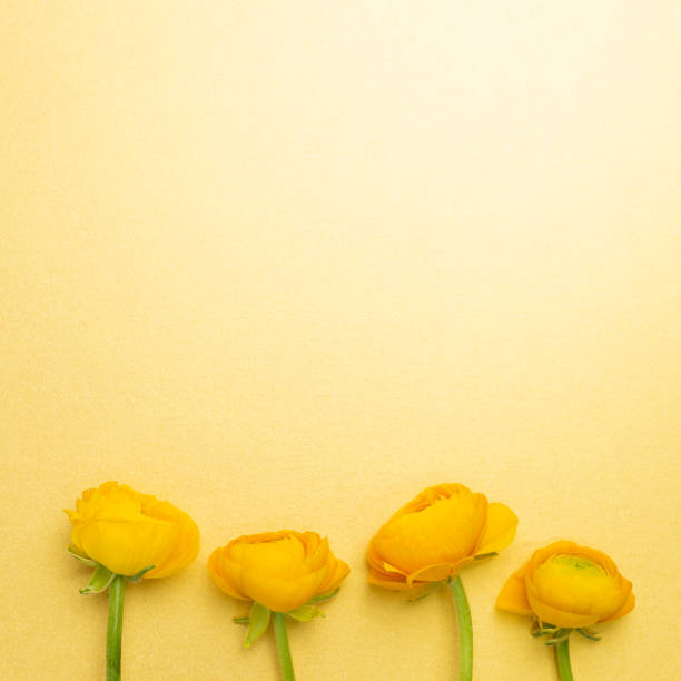 istock Yellow ranunculus flowers on yellow background. flat lay, top view, copy space 1311893715