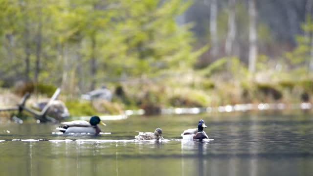 Slow motion shot of two males and female mallard duck swimming on a pond