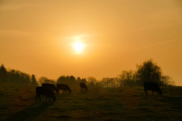 istock Gold Springtime at country 1311894088