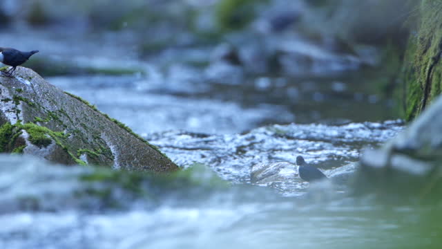 Slow motion shot of a bird on a stone with moss in its beak