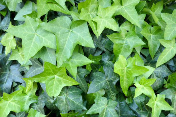 istock Background material of fresh green ivy. 1311894845