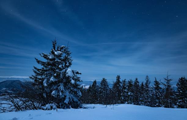 Christmas Snowy Landscape with a lot of Snow, Fir Trees and Moon