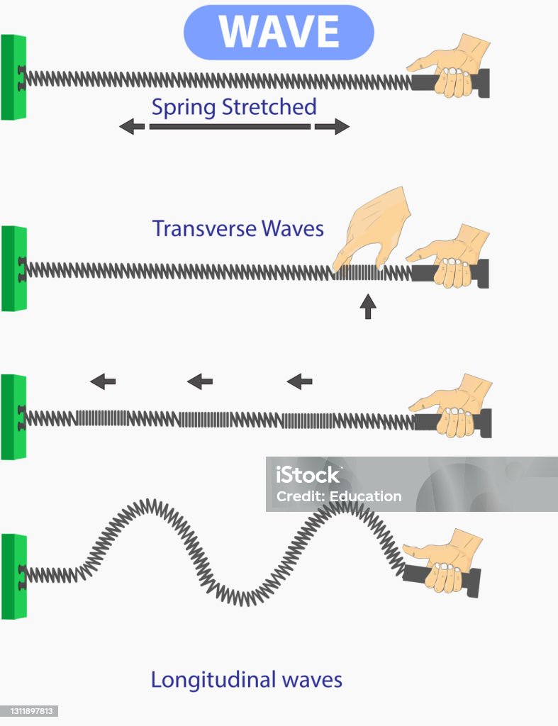 Longitudinal Wave And Transverse Wave Difference Longitudinal wave and transverse wave difference