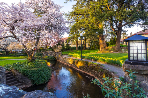 beau parc urbain dans la saison de floraison - 5937 photos et images de collection