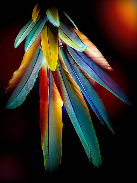 istock Bunch of colorful parrot feathers 1311897973