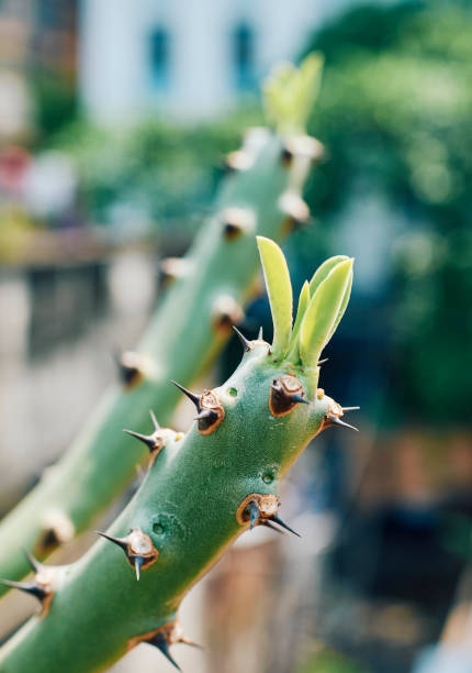 istock Young leaves on thick, mushy stem of manasa tree 1311898633