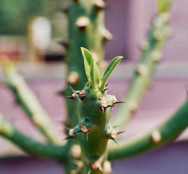 istock Young leaves on thick, mushy stem of manasa tree 1311898726