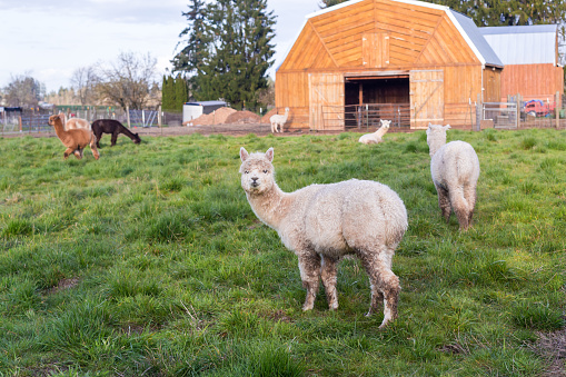 Salem, Oregon, USA - March 25th, 2021: Llamas and alpacas at the Springtime Farms