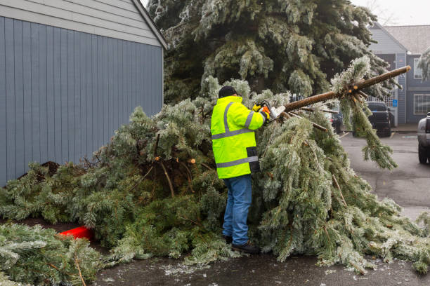 i lavoratori sgomberano un vialetto di rami ghiacciati caduti e alberi dopo una tempesta di ghiaccio in oregon - tree removing house damaged foto e immagini stock
