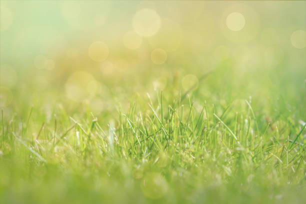 istock Green foliage and sun glare. Blurred background with bokeh pattern 1311899847