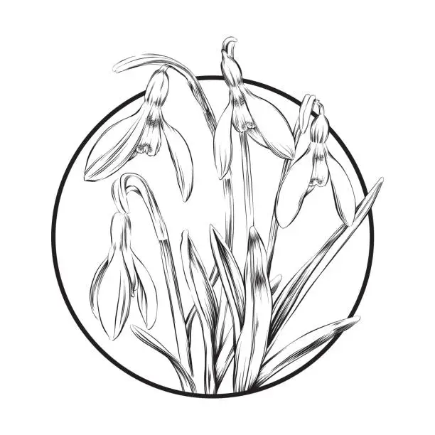 Vector illustration of Snowdrops Circle Ink Vector Illustration