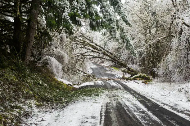 Broken trees during a winter storm on the road. Oregon, USA