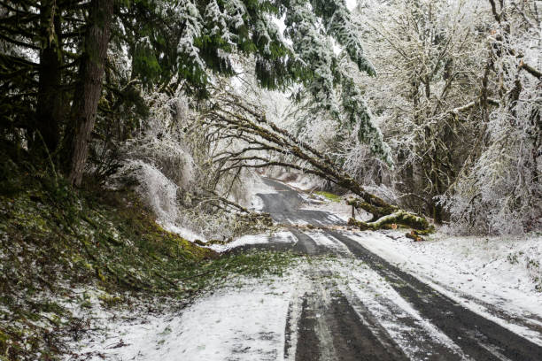 сломанные деревья на зимней дороге - 3691 стоковые фото и изображения