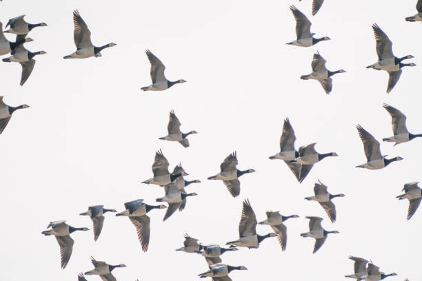 istock A large flock of geese fly by, above the lake. Background, silhouette 1311901607