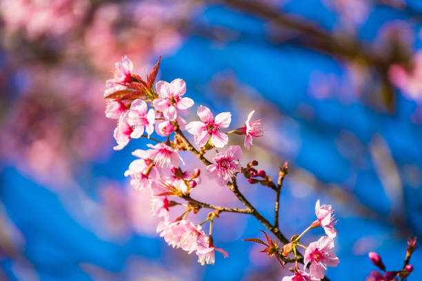 istock Beatiful Cherry blossoms pink sakura cherry tree flowers against blue sky background 1311901709