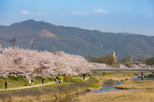 Cherry Blossoms along Kamo river