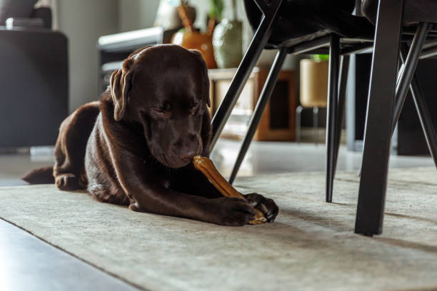 istock Chocolate Labrador Lying And Chewing A Dog Bone on a carpet 1311902715