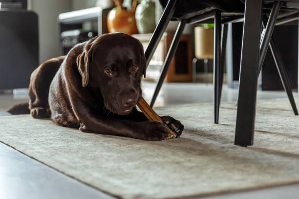 Chocolate Labrador Lying And Chewing A Dog Bone on a carpet