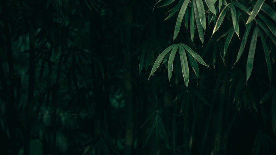 Dark tone tropical jungle nature bamboo background