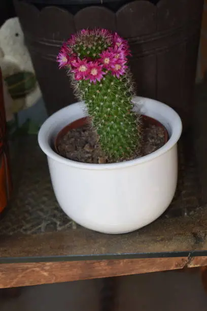 Photo of pink blooming cactus with a blossom halo