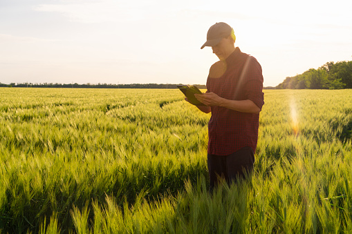 Farmer with a digital tablet at wheat field at sunset . Smart farming and precision agriculture