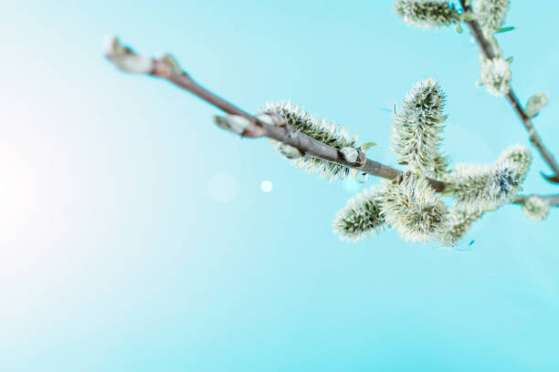 istock Spring background table. May flowers and April floral nature on blue. For banner, branches of blossoming cherry against background. Dreamy romantic image, landscape panorama, copy space. 1311905302