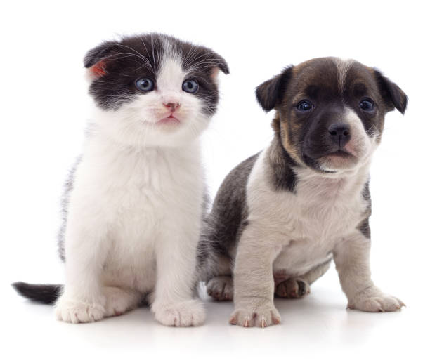 istock Puppy and kitten. 1311905353