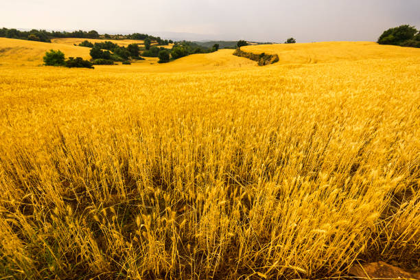 istock summer rural landscape in Catalonia, Spain 1311906096