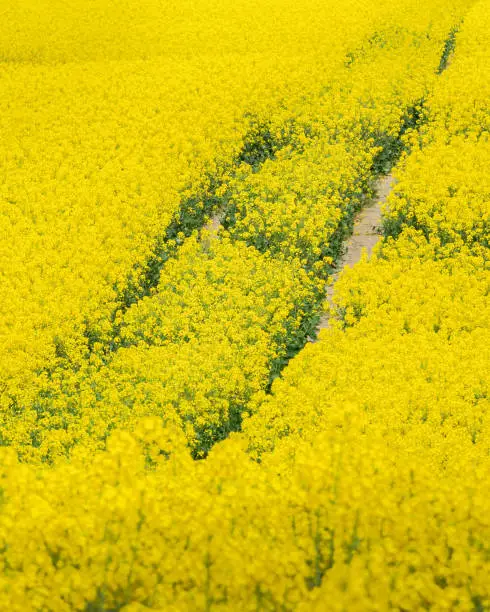 Diagonal paths through bright yellow canola flowers. Vertical format.