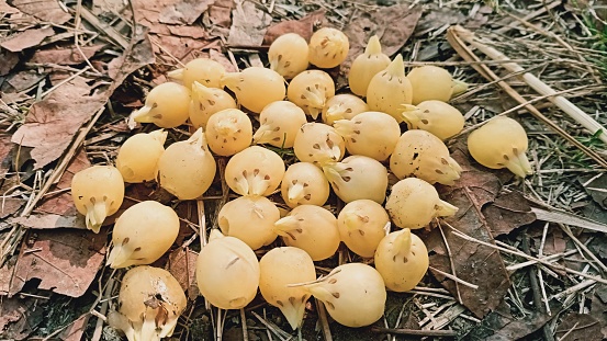 Mahua madhua longifolia is very important for health