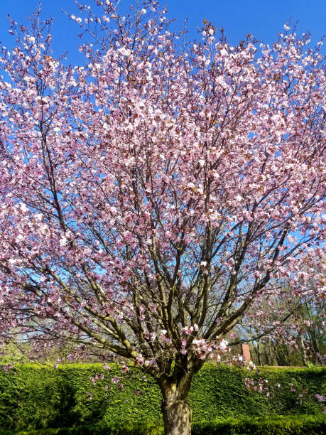 istock Wonderful cherry tree in full blossom in a park 1311909461
