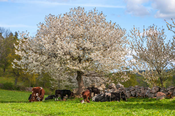 istock Cows with calves by a flowering cherry tree on a meadow 1311911364