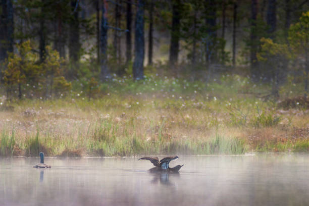 par de loon de garganta vermelha em um lago por um pântano com névoa matinal - sweden summer swimming lake - fotografias e filmes do acervo