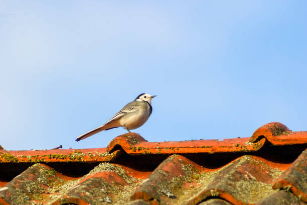 istock White wagtail sitting on roof 1311912017