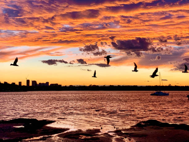 закат в курином заливе, nsw австралия - australian seagull стоковые фото и изображения