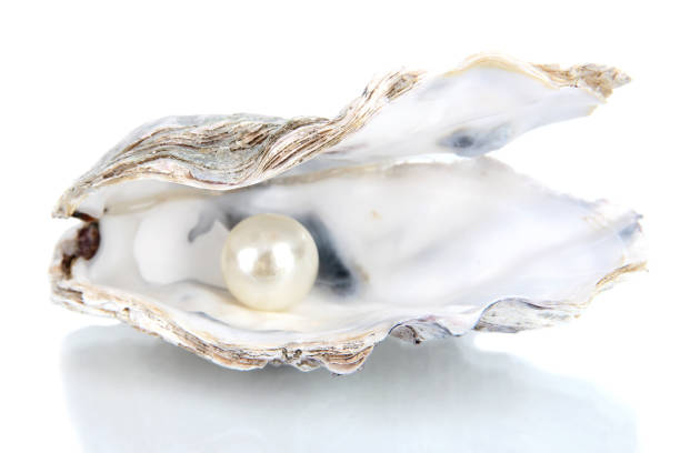 Pearl in shell Open oyster with pearl isolated on white eggshell stock pictures, royalty-free photos & images