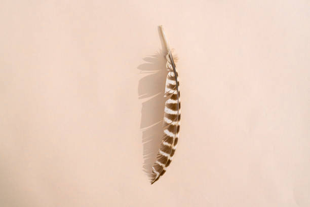 istock owl feather with hard shadow on colorful background 1311913381