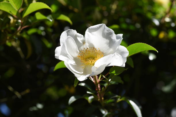cherokee rose (rosa laevigata) kwitnie. - laevigata zdjęcia i obrazy z banku zdjęć