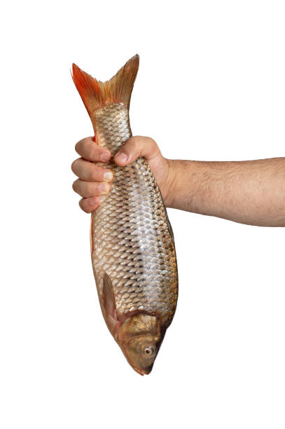 istock Male hand holds big fresh raw fish isolated 1311915691