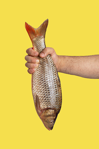 Male hand holds big fresh raw fish isolated on yellow background. Capture concept