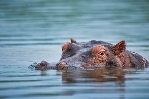 Ojo a ojo con un hipopótamo de buceo, Selous, Tanzania photo