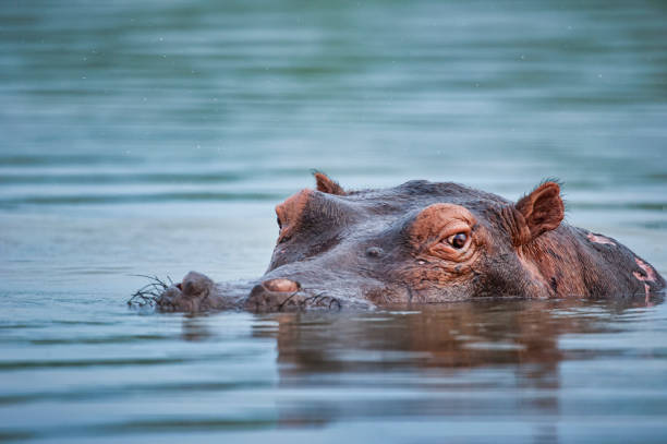 Eye to eye with a diving Hippo, Selous, Tanzania A  Hippopotamus (Hippopotamus amphibius) is looking out of the water. Location: Lake Manze, Selous Game Reserve, Tanzania/East Africa. Shot in wildlife. hippopotamus stock pictures, royalty-free photos & images