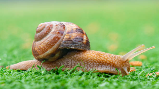 istock Snail on the green artificial grass. Animals 1311917797