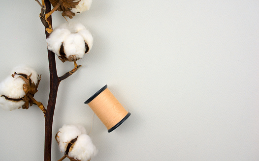 Cotton flower branch with spool of brown thread on white color background. Top view, high angle shot, horizontal image style with free, copy space for text or your design.