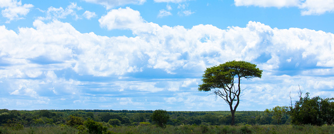 Panoramic view over savanna and grass fields in an african  National Park. Seen by game drive. Tourism and vacations concept.