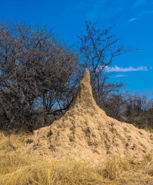 Termite mound. Giant termites. Seen at game drive in Africa. Termite mound of red earth. Seen at game drive in Africa. colony territory photos stock pictures, royalty-free photos & images