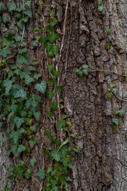 istock texture of the trees in the forest 1311920498