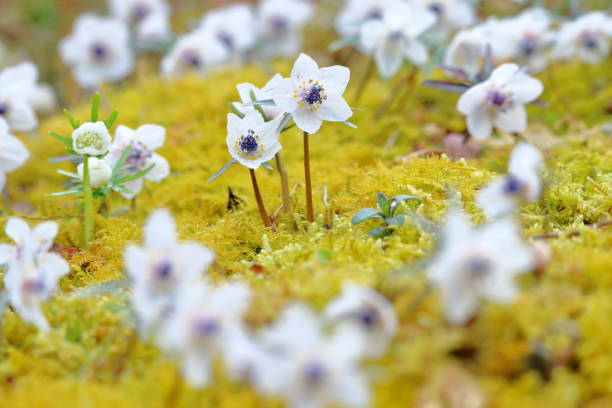 istock Eranthis pinnatifida,Pretty white flowers,Early spring (Sakawa Town, Kochi Prefecture) 1311921026